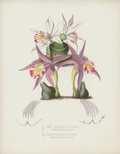 La Pleione Manchada, Pleione Maculata; La Pleione Botella, Pleione Lagenaria de English School